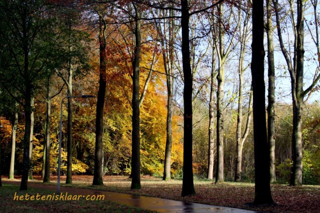herfst bos Blaak