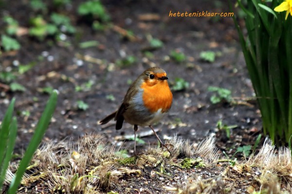 roodborstje