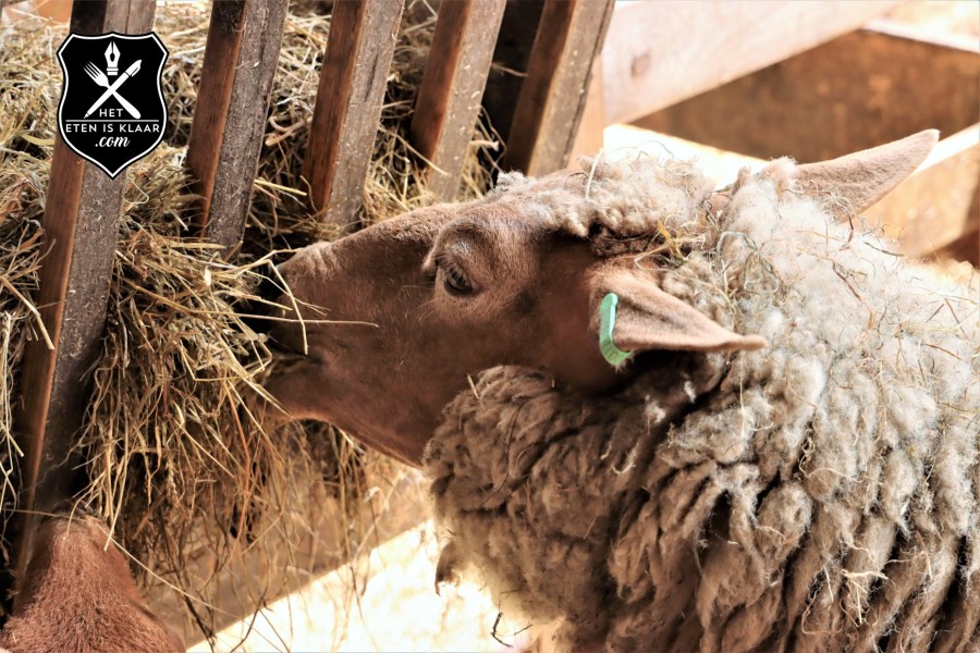 Texelaar schaap op texel